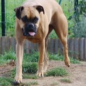 Photo de Boxer