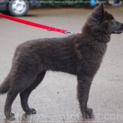 Photo de Berger belge groenendael