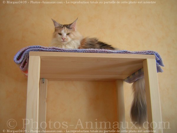 Photo de Maine coon