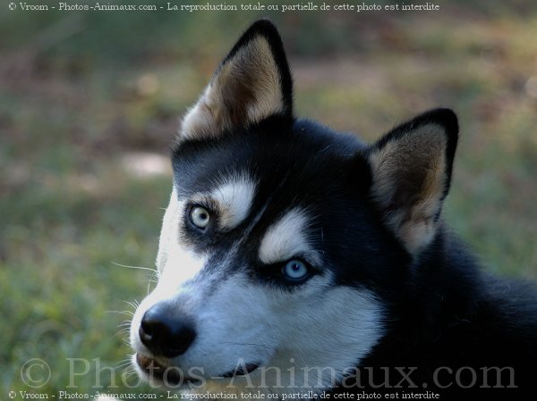 Photo de Husky siberien