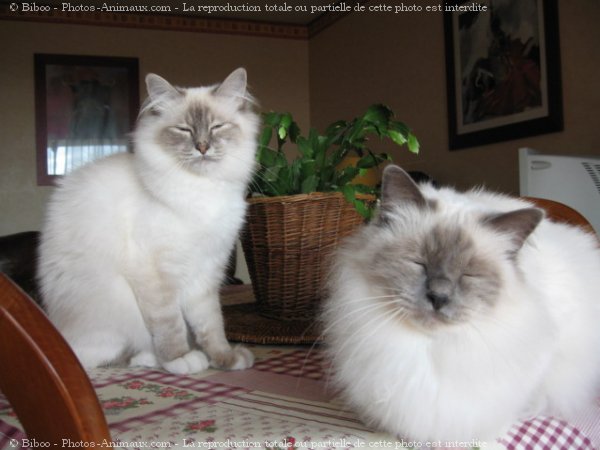 Photo de Sacr de birmanie