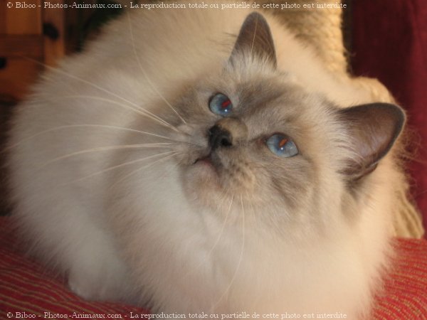 Photo de Sacr de birmanie