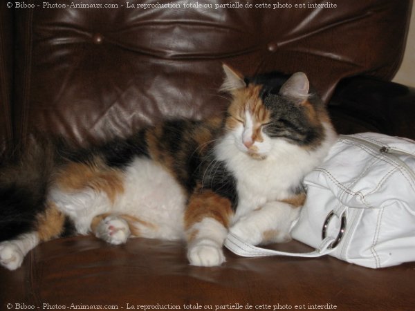 Photo de Chat domestique