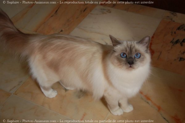 Photo de Sacr de birmanie