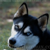 Photo de Husky siberien