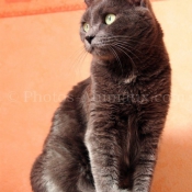 Photo de Chartreux