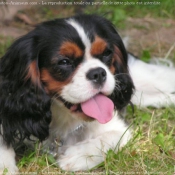 Photo de Cavalier king charles spaniel