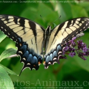 Photo de Papillon