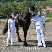 Photo de Frison