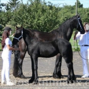 Photo de Frison