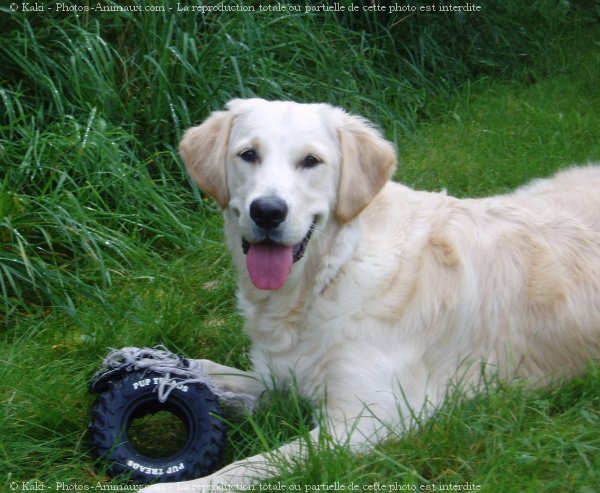 Photo de Golden retriever