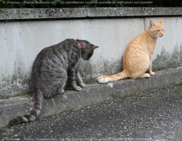 Photo de Chat domestique