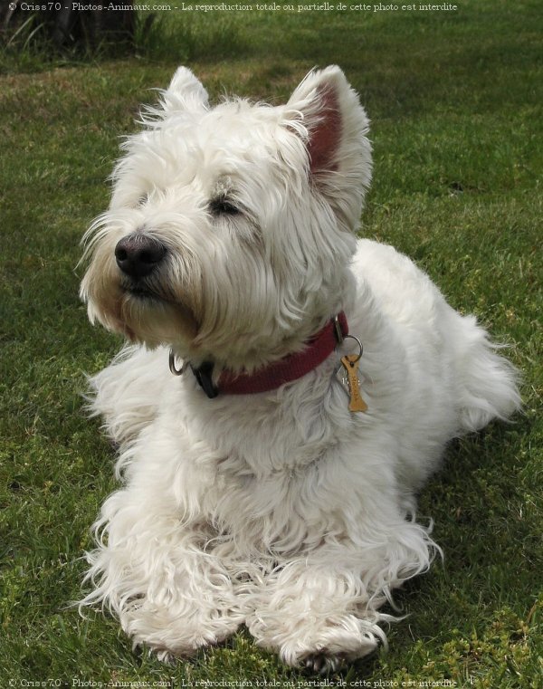 Photo de West highland white terrier