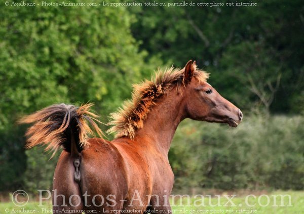 Photo d'Arabe