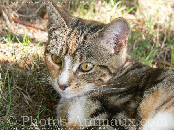 Photo de Chat domestique