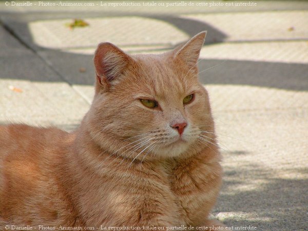 Photo de Chat domestique