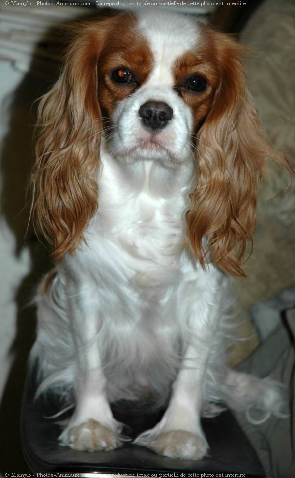 Photo de Cavalier king charles spaniel