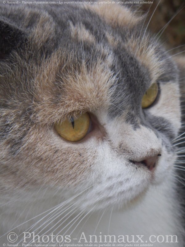 Photo de Scottish fold