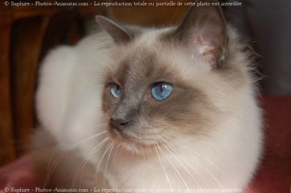 Photo de Sacr de birmanie