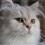 Photo de British longhair