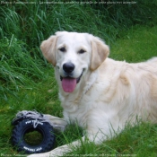 Photo de Golden retriever