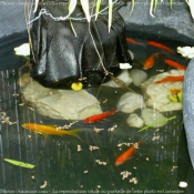 Photo de Poissons rouges