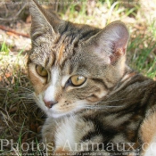 Photo de Chat domestique