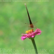 Photo de Papillon