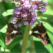 Photo de Papillon