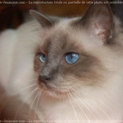 Photo de Sacr de birmanie