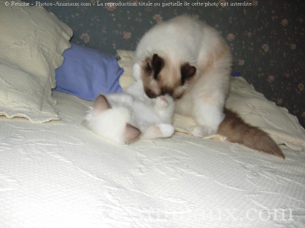 Photo de Ragdoll