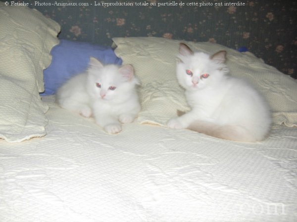 Photo de Ragdoll