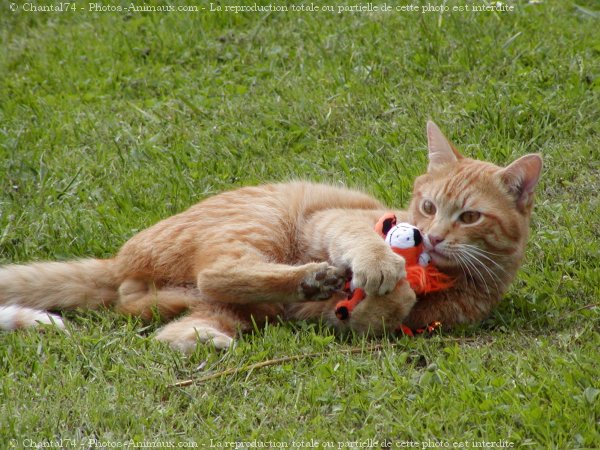 Photo de Chat domestique