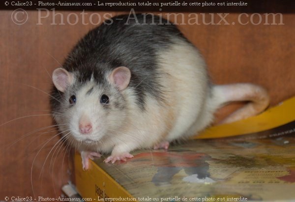 Photo de Rat