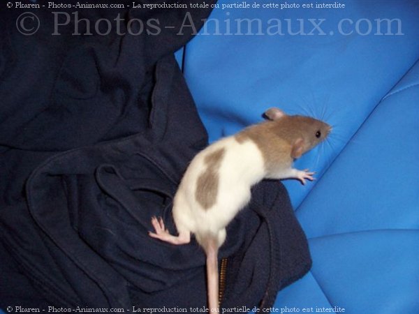 Photo de Rat