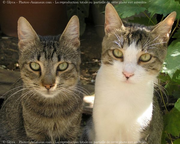 Photo de Chat domestique