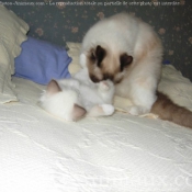 Photo de Ragdoll