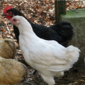 Photo de Poule