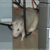 Photo de Rat