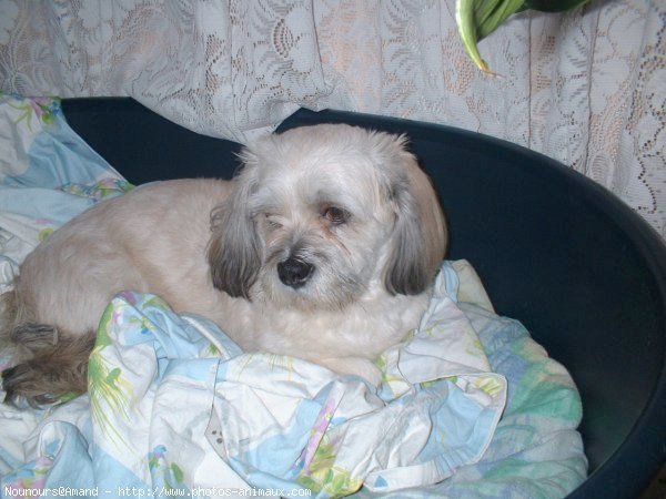 Photo de Lhassa apso