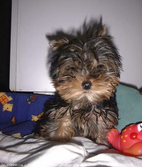 Photo de Yorkshire terrier