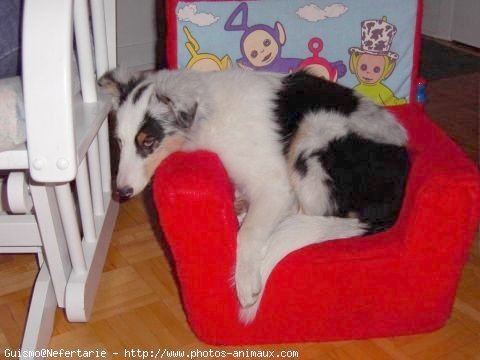 Photo de Chien de berger des shetland