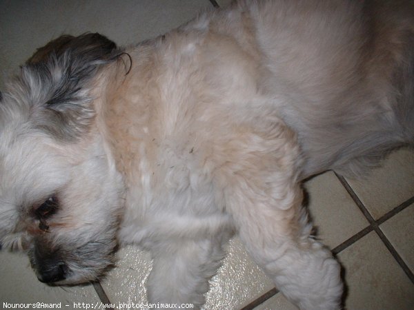 Photo de Lhassa apso