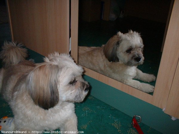 Photo de Lhassa apso