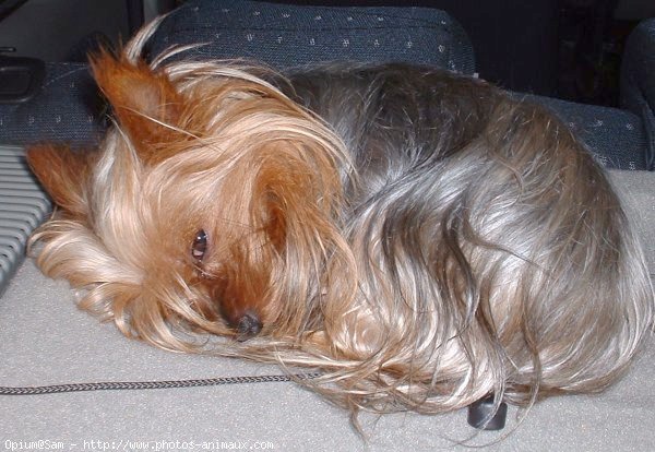 Photo de Yorkshire terrier