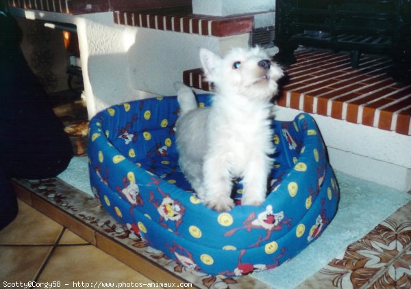 Photo de West highland white terrier