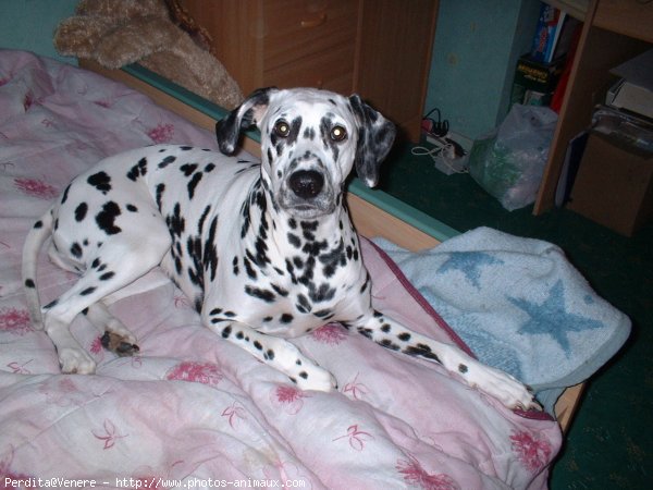 Photo de Dalmatien