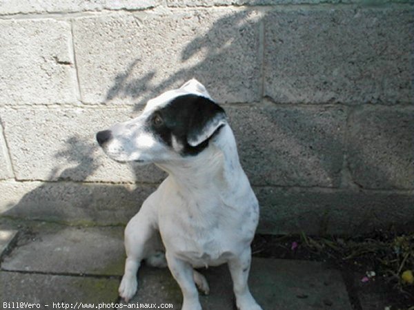 Photo de Jack russell terrier