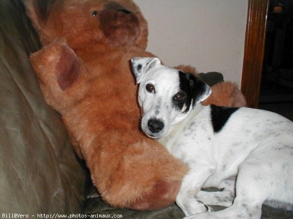 Photo de Jack russell terrier