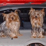 Photo de Yorkshire terrier